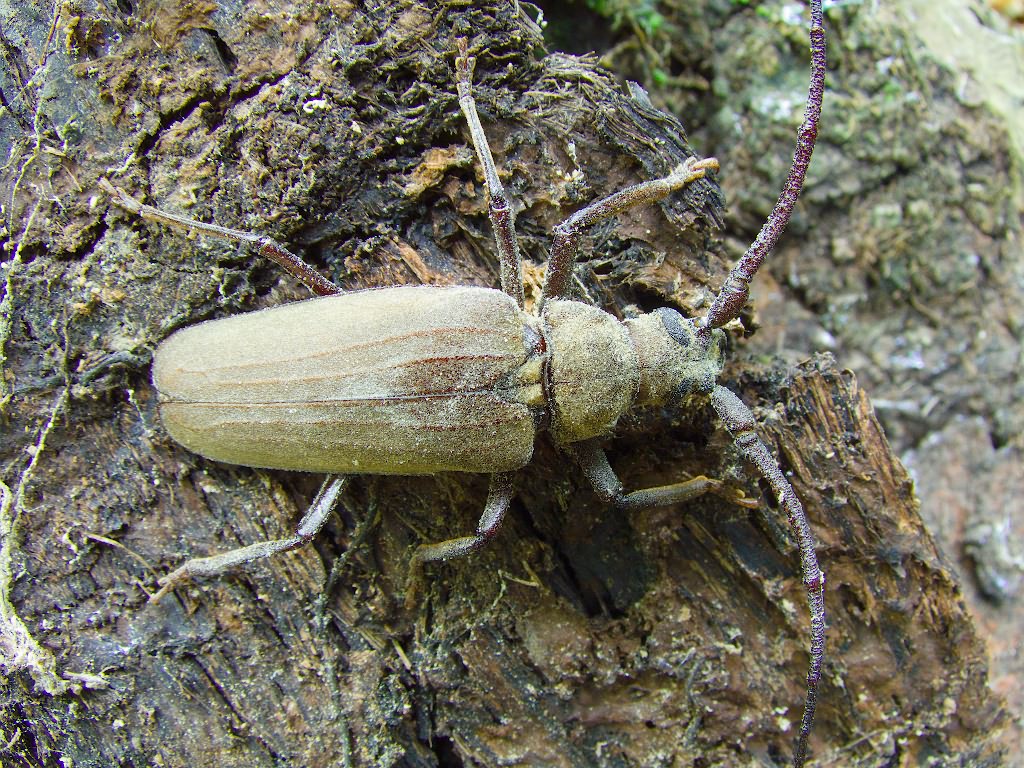Aegosoma scabricorne (Scopoli, 1763)